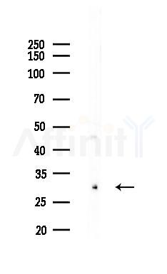 KCNK7 Antibody - Western blot analysis of lysates from HepG2 cells(heat-shock,45min treatment), using KCNK7 Antibody at 1/1000 dilution.