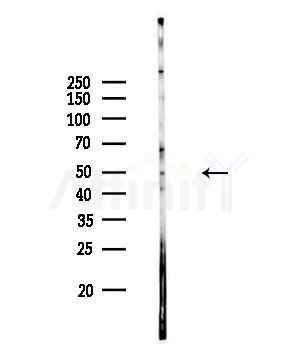 KCNF1 Antibody - Western blot analysis of lysates from Rat brain, using KCNF1 Antibody at 1/1000 dilution.