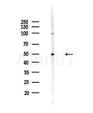 KCNF1 Antibody - Western blot analysis of lysates from HepG2 cells(LPS,4h treatment), using KCNF1 Antibody at 1/1000 dilution.