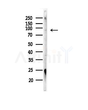 KCNQ5 Antibody - Western blot analysis of lysates from RAW264.