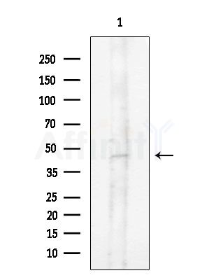 NDRG3 Antibody - Western blot analysis of extracts from Rat testis, using NDRG3 Antibody at 1/1000 dilution.