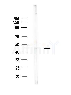 NDRG3 Antibody - Western blot analysis of lysates from Rat testis, using NDRG3 Antibody at 1/1000 dilution.