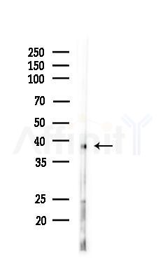 PPP1R3C Antibody - Western blot analysis of lysates from Rat liver, using PPP1R3C Antibody at 1/1000 dilution.