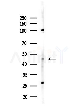 PPP1R7 Antibody - Western blot analysis of lysates from HUVEC cells(UV,30min treatment), using PPP1R7 Antibody at 1/1000 dilution.