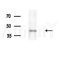 PPM1K Antibody - Western blot analysis of extracts from Mouse brain, using PPM1K Antibody at 1/1000 dilution.