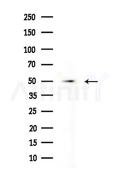PPM1L Antibody - Western blot analysis of extracts from B16F10-LUC cells
(heat-shock treatment), using PPM1L Antibody at 1/1000 dilution.