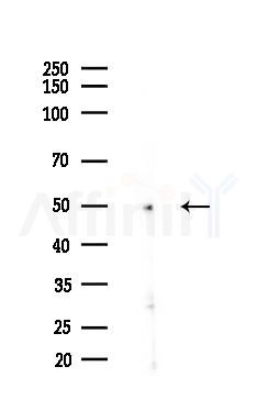 PPM1L Antibody - Western blot analysis of lysates from B16F10-LUC cells(heat-shock,45min treatment), using PPM1L Antibody at 1/1000 dilution.