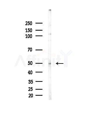 S100A5 Antibody - Western blot analysis of lysates from Mouse brain, using S100A5 Antibody at 1/1000 dilution.