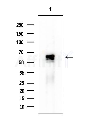 RFTN1 Antibody - Western blot analysis of extracts from Rat testis, using RFTN1 Antibody at 1/1000 dilution.