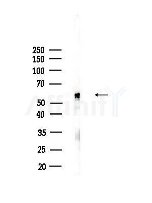 RFTN1 Antibody - Western blot analysis of lysates from Rat testis, using RFTN1 Antibody at 1/1000 dilution.