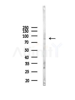 RIN1 Antibody - Western blot analysis of lysates from Rat liver, using RIN1 Antibody at 1/1000 dilution.