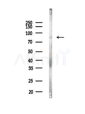RIN1 Antibody - Western blot analysis of lysates from Mouse brain, using RIN1 Antibody at 1/1000 dilution.
