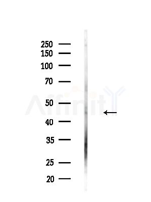RRAGB Antibody - Western blot analysis of lysates from Hela cells(heat-shock,45min treatment), using RRAGB Antibody at 1/1000 dilution.