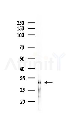 RAB33A Antibody - Western blot analysis of lysates from RAW264.