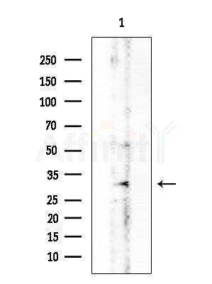 RAB40B Antibody - Western blot analysis of extracts from HUVEC cells, using RAB40B Antibody at 1/1000 dilution.