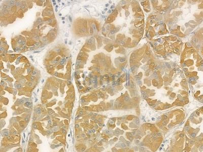 RGS5 Antibody - DF4417 at 1/100 staining human normal kidney tissue by IHC-P.
