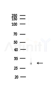 ARHGDIG Antibody - Western blot analysis of lysates from MCF7 cells(heat-shock,45min treatment), using ARHGDIG Antibody at 1/1000 dilution.