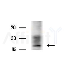 RRS1 Antibody - Western blot analysis of extracts from Rat brain, using RRS1 Antibody at 1/1000 dilution.