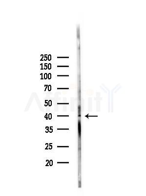 RRS1 Antibody - Western blot analysis of lysates from Rat brain, using RRS1 Antibody at 1/1000 dilution.