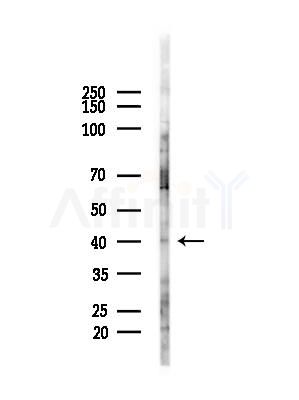 RRS1 Antibody - Western blot analysis of lysates from HUVEC cells(starvation,24h treatment), using RRS1 Antibody at 1/1000 dilution.