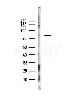 RUFY1 Antibody - Western blot analysis of lysates from B16F10-LUC cells(heat-shock,45min treatment), using RUFY1 Antibody at 1/1000 dilution.