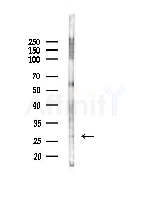 SFRP2 Antibody - Western blot analysis of lysates from RAW264.