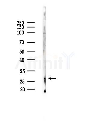 SFRP2 Antibody - Western blot analysis of lysates from Rat brain, using SFRP2 Antibody at 1/1000 dilution.