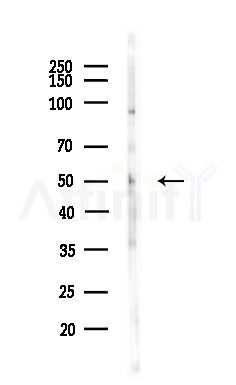 SERGEF Antibody - Western blot analysis of lysates from Mouse testis, using SERGEF Antibody at 1/1000 dilution.