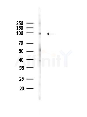 SEMA7A Antibody - Western blot analysis of lysates from RAW264.