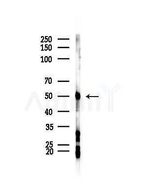 SEPT14 Antibody - Western blot analysis of lysates from HepG2 cells(LPS,4h treatment), using SEPT14 Antibody at 1/1000 dilution.