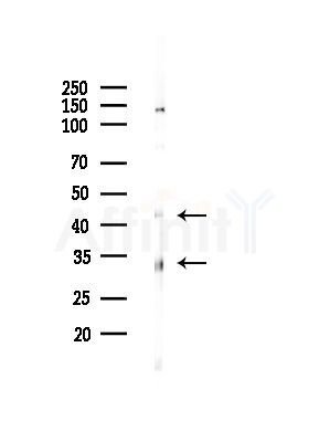 SEPT2 Antibody - Western blot analysis of lysates from RAW264.