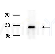 SEPT7 Antibody - Western blot analysis of extracts from PC12 cells(starvation treatment), using SEPT7 Antibody at 1/1000 dilution.