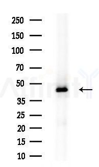 SEPT7 Antibody - Western blot analysis of extracts from Rat brain, using SEPT7 Antibody at 1/1000 dilution.