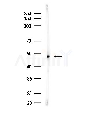 SEPT7 Antibody - Western blot analysis of lysates from Rat brain, using SEPT7 Antibody at 1/1000 dilution.