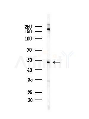 SEPT7 Antibody - Western blot analysis of lysates from PC12 cells(starvation,24h treatment), using SEPT7 Antibody at 1/1000 dilution.
