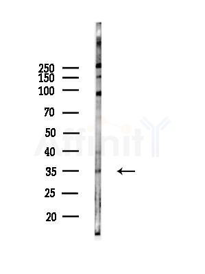 NEK7 Antibody - Western blot analysis of lysates from COLO205 cells, using NEK7 Antibody at 1/1000 dilution.