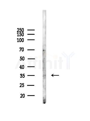 NEK7 Antibody - Western blot analysis of lysates from Mouse 丸, using NEK7 Antibody at 1/1000 dilution.