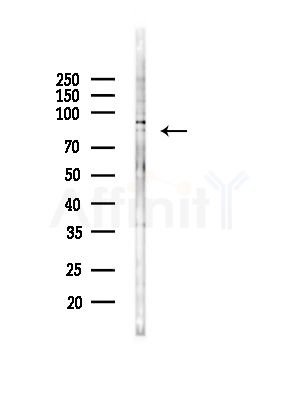PLK3 Antibody - Western blot analysis of lysates from RAW264.