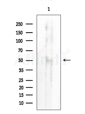 PLK5 Antibody - Western blot analysis of extracts from Mouse brain, using PLK5 Antibody at 1/1000 dilution.