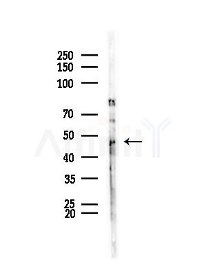 SERPINA11 Antibody - Western blot analysis of lysates from HepG2 cells(LPS,4h treatment), using SERPINA11 Antibody at 1/1000 dilution.