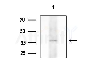SERPINB12 Antibody - Western blot analysis of extracts from Mouse testis, using SERPINB12 Antibody at 1/1000 dilution.