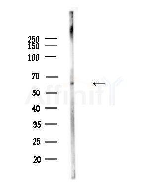 SERPINB12 Antibody - Western blot analysis of lysates from Mouse testis, using SERPINB12 Antibody at 1/1000 dilution.