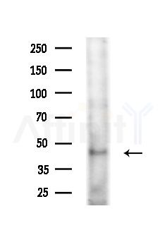 SERPINB4 Antibody - Western blot analysis of extracts from COLO205 cells(heat-shock,45min treatment), using SERPINB4 Antibody at 1/1000 dilution.
