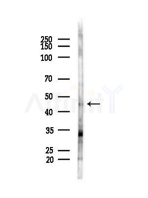 SERPINB4 Antibody - Western blot analysis of lysates from COLO205 cells(heat-shock,45min treatment), using SERPINB4 Antibody at 1/1000 dilution.