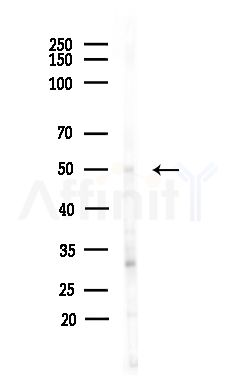 SH3GLB2 Antibody - Western blot analysis of lysates from Mouse testis, using SH3GLB2 Antibody at 1/1000 dilution.