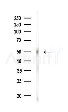 SH3GLB2 Antibody - Western blot analysis of lysates from Rat brain, using SH3GLB2 Antibody at 1/1000 dilution.