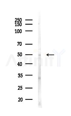 SH3GLB2 Antibody - Western blot analysis of lysates from MCF7 cells(heat-shock,45min treatment), using SH3GLB2 Antibody at 1/1000 dilution.
