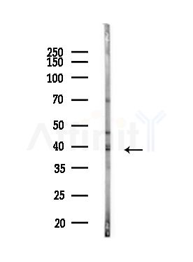 SH3GL2 Antibody - Western blot analysis of lysates from Mouse lung, using SH3GL2 Antibody at 1/1000 dilution.