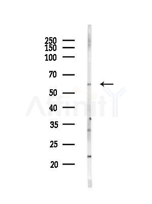 SHC2 Antibody - Western blot analysis of lysates from HepG2 cells(heat-shock,45min treatment), using SHC2 Antibody at 1/1000 dilution.