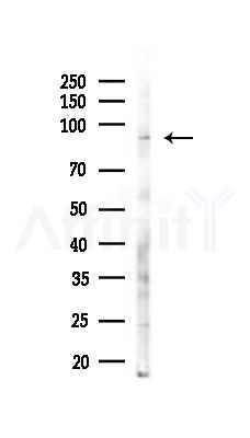 SLC4A11 Antibody - Western blot analysis of lysates from RAW264.